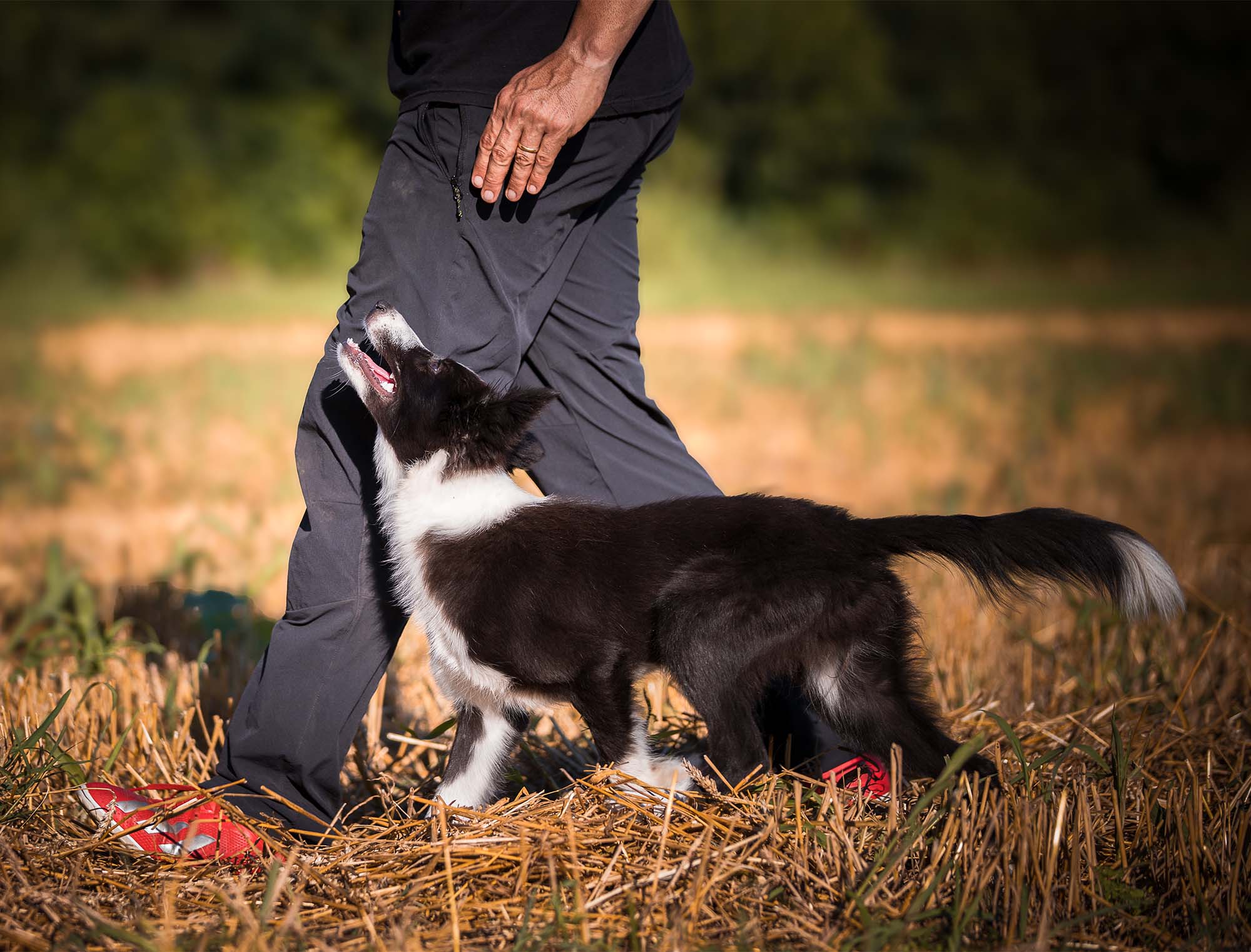 Puppy Class (dai 2 ai 6 mesi)