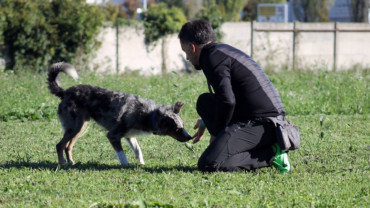 IL CORRETTO APPROCCIO AL CANE